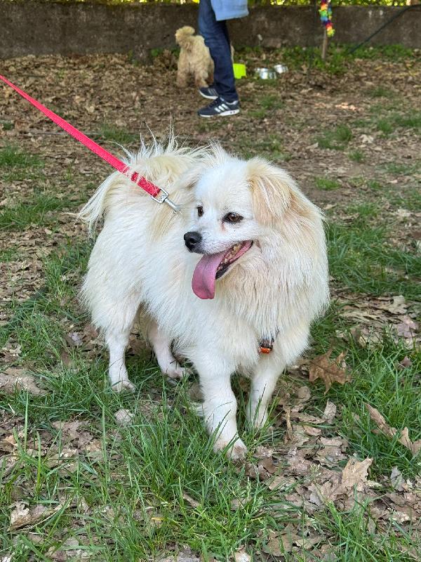 Cooki, un simil volpino allegro e giocherellone Foto 5